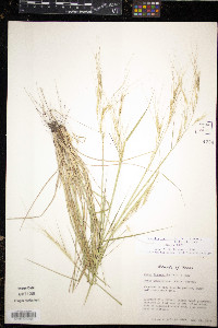 Nassella leucotricha image