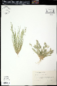 Saccharum officinarum image
