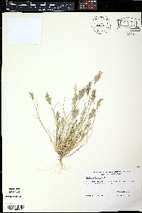 Saccharum officinarum image