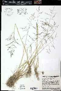 Schizachne purpurascens image