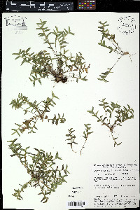 Schizachyrium maritimum image