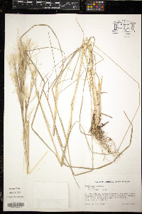 Andropogon bicornis image