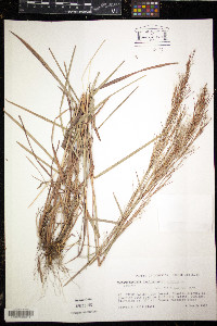 Andropogon bicornis image