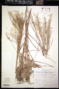 Andropogon bicornis image
