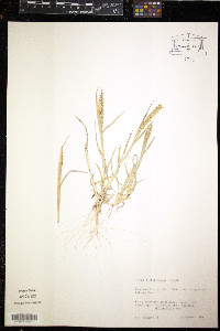 Tragus berteronianus image