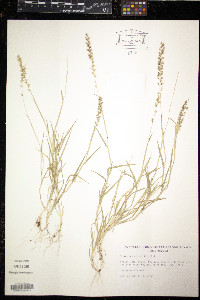 Tragus racemosus image