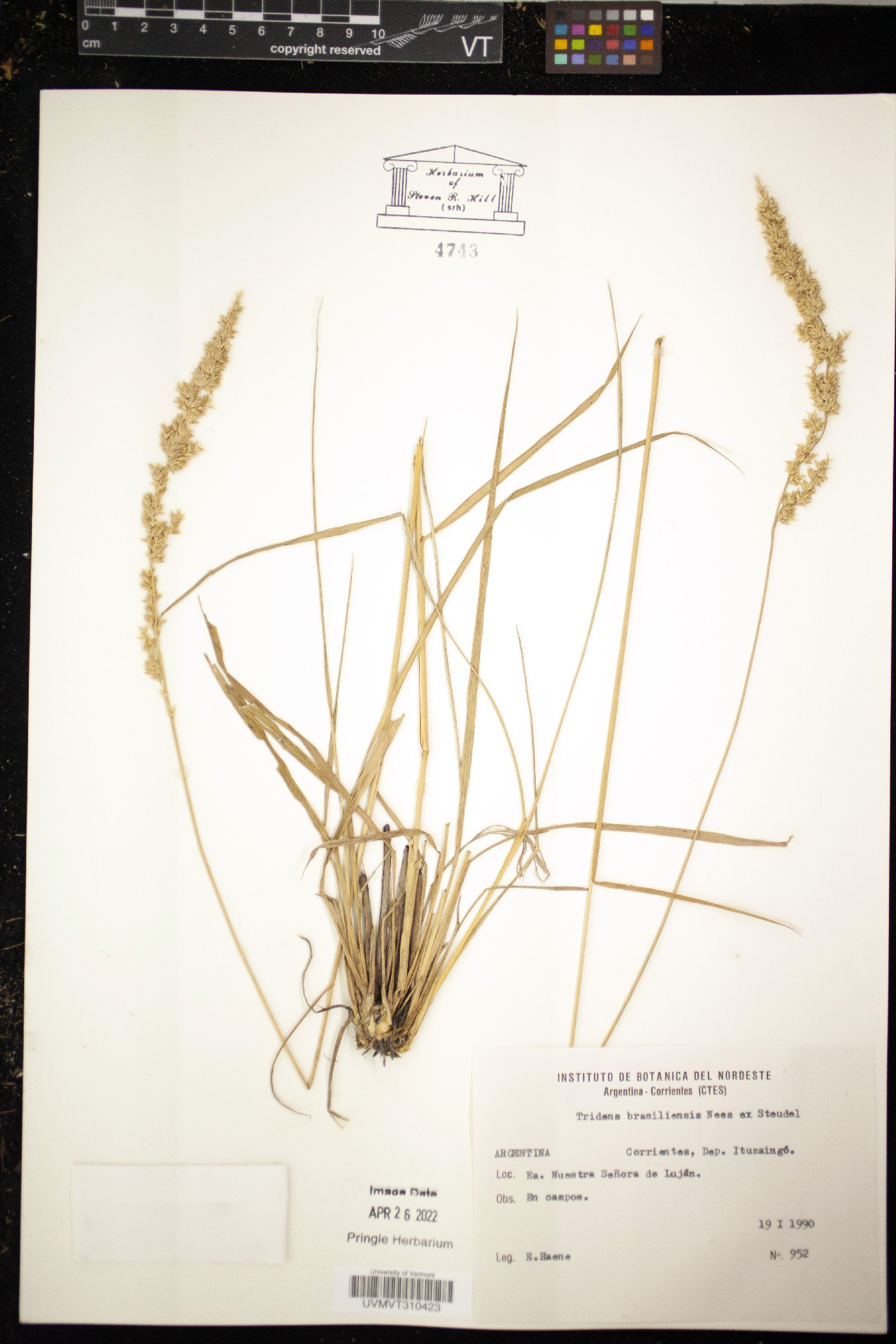 Tridens brasiliensis image