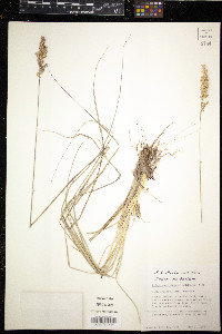 Tridens congestus image