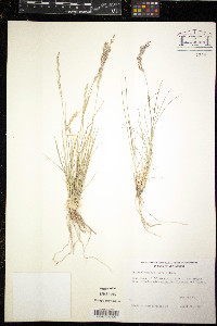 Tridens muticus image