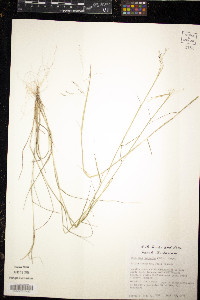 Triplasis purpurea image