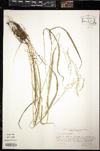 Trisetum canescens image