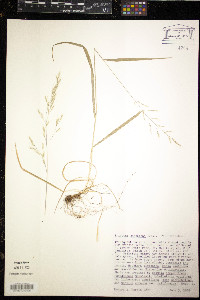 Trisetum canescens image