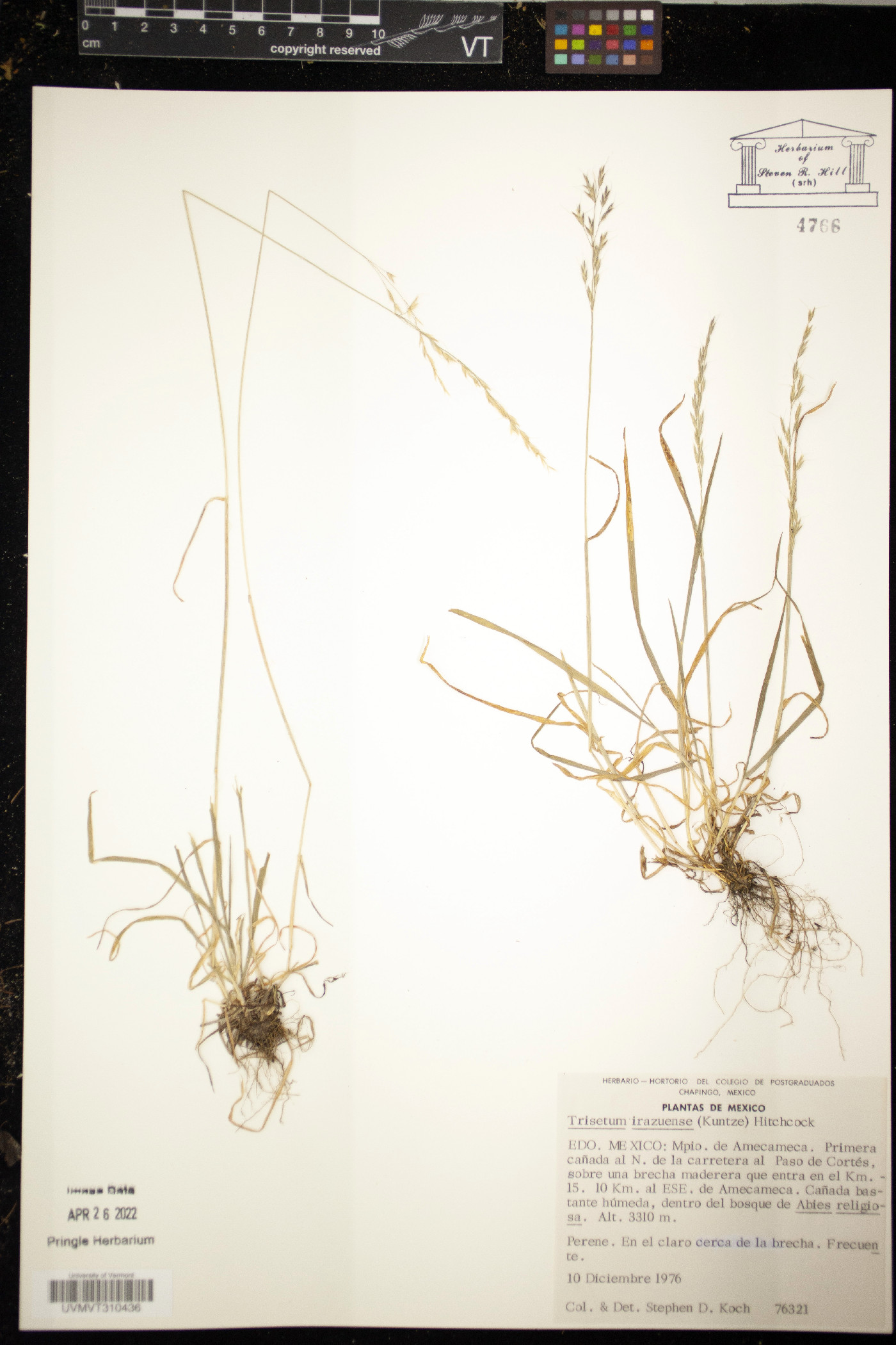 Trisetum irazuense image
