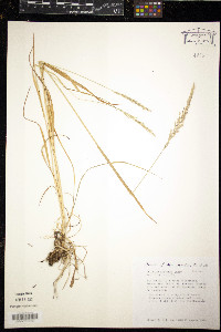 Trisetum montanum image