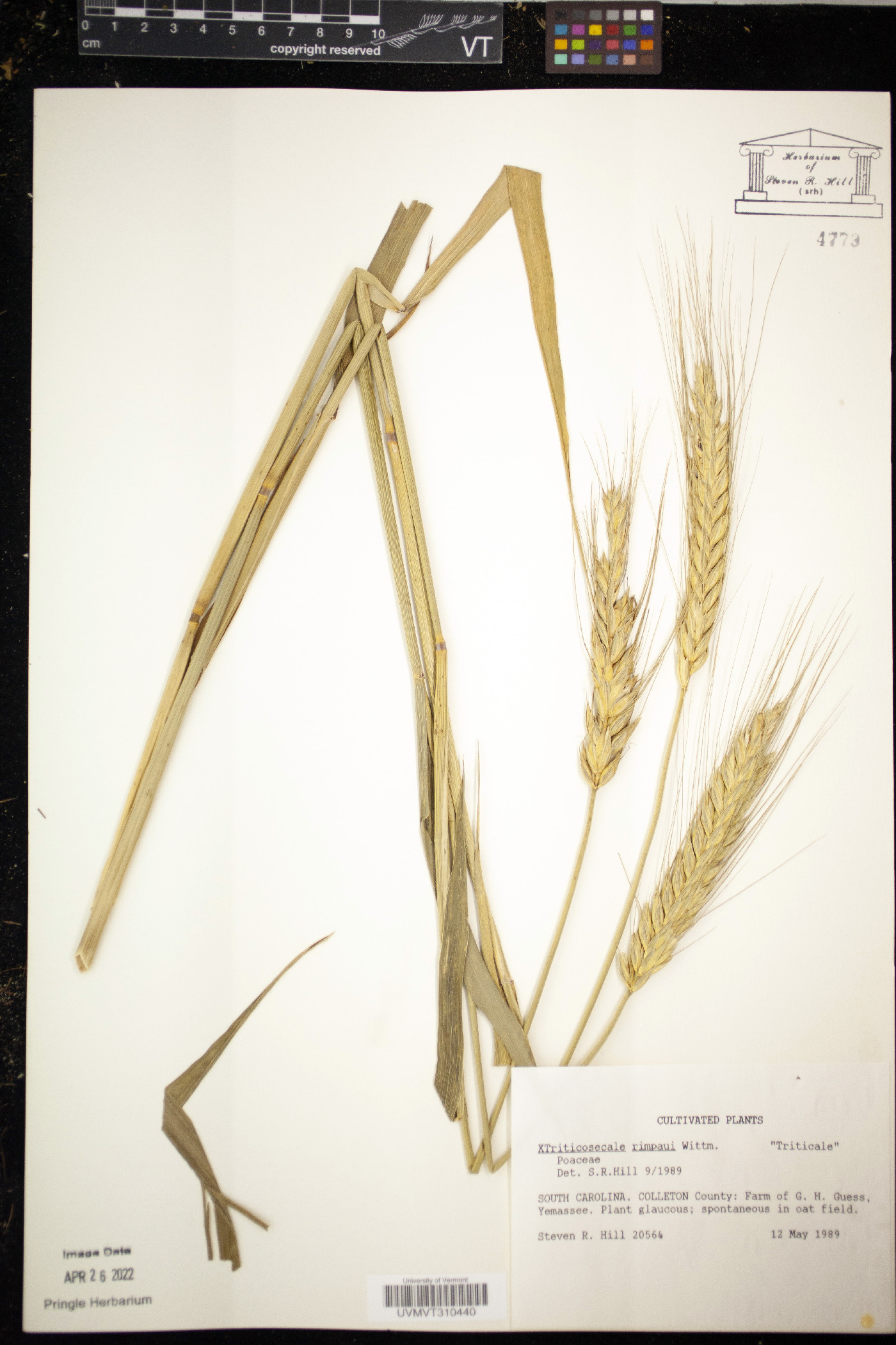 × Triticosecale rimpaui image