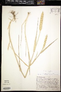 Triticum aestivum image