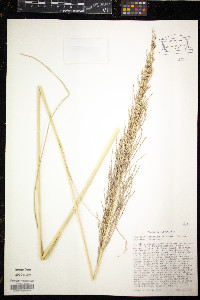 Chrysopogon zizanioides image