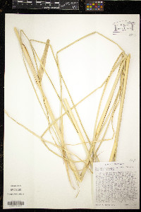 Chrysopogon zizanioides image