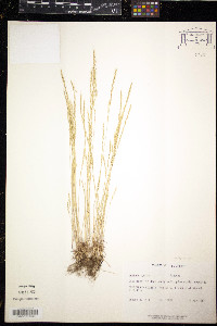 Vulpia myuros image