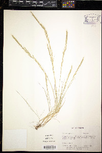 Vulpia myuros image