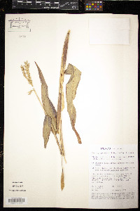 Zea diploperennis image