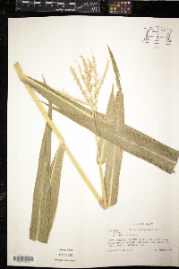 Zea mays image