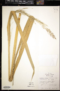 Zizaniopsis miliacea image