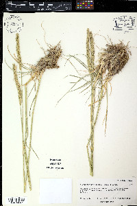 Polypogon interruptus image