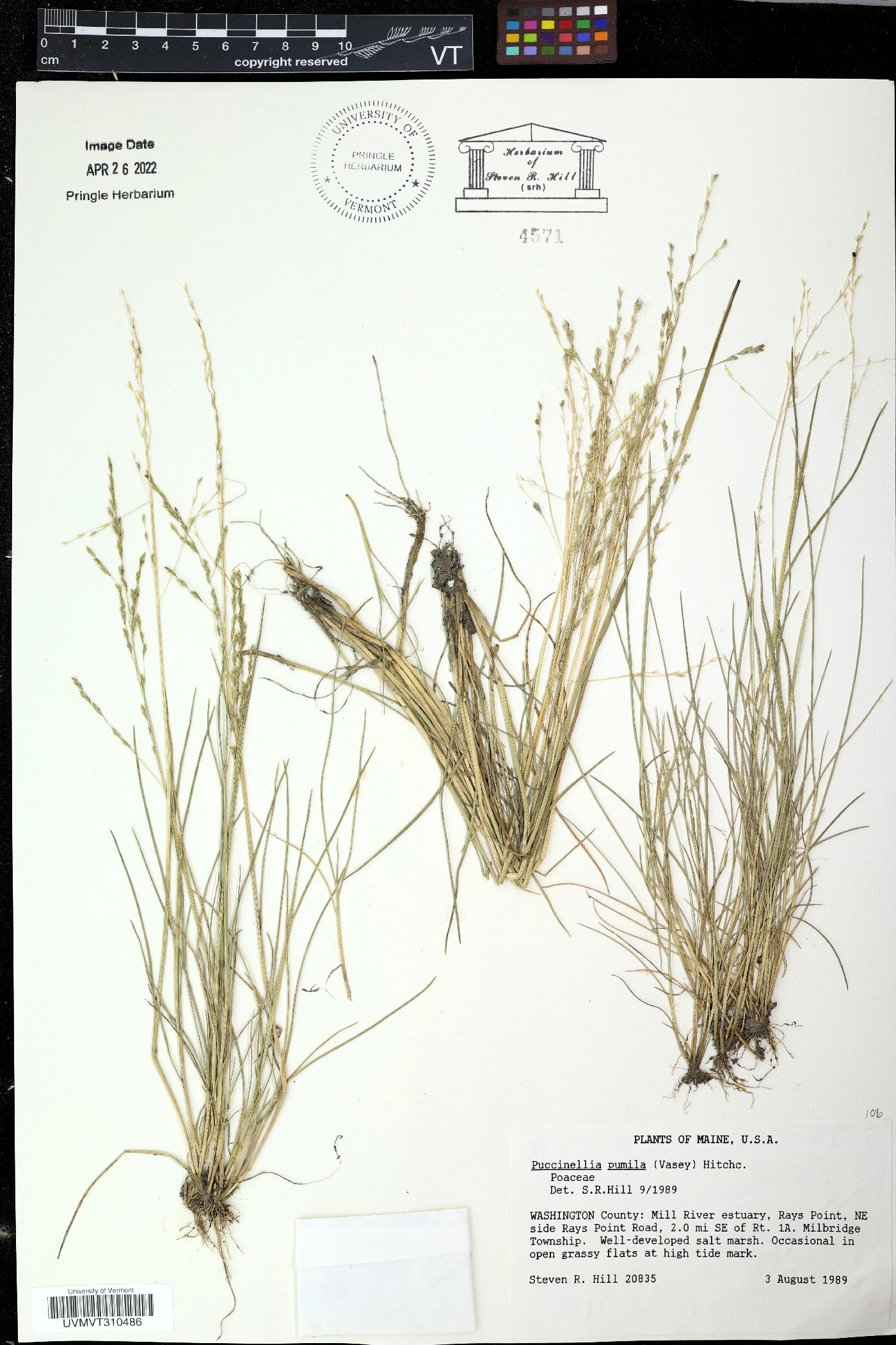 Pseudosasa japonica image