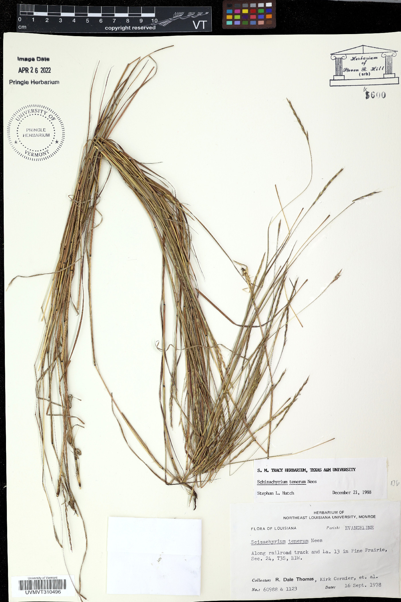 Elymus ciliaris image