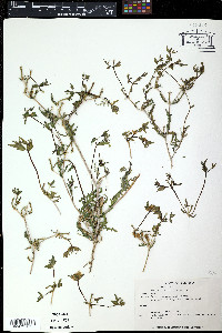 Sclerochloa dura image