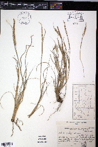 Setaria fiebrigii image