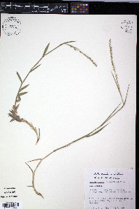 Setaria reverchonii subsp. firmula image