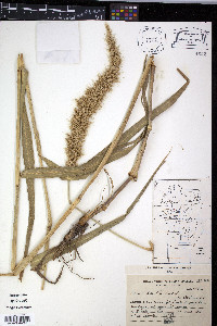 Setaria lachnea image