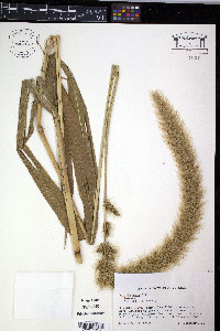 Setaria magna image