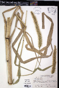 Setaria magna image