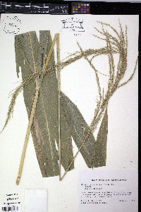Setaria paniculifera image
