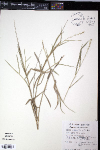 Setaria ramiseta image