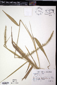 Setaria setosa image