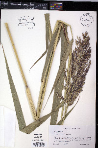 Sorghum x almum image
