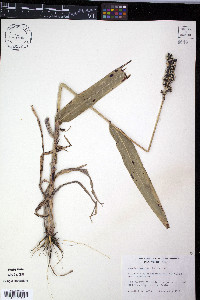 Sorghum bicolor image