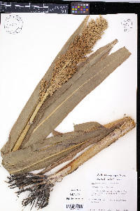 Sorghum bicolor image
