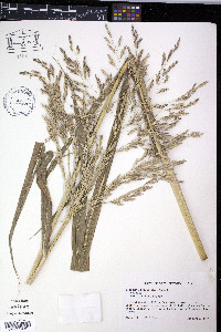 Sorghum bicolor image