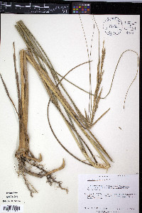Spartina pectinata image