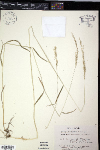 Sphenopholis intermedia image