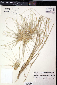 Spinifex hirsutus image