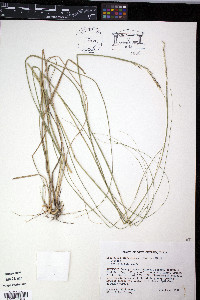 Sporobolus clandestinus image