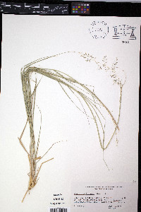 Sporobolus flexuosus image