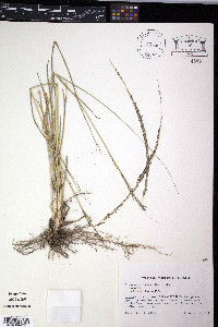 Sporobolus indicus image