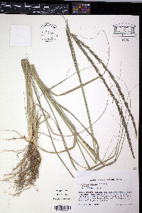 Sporobolus indicus image